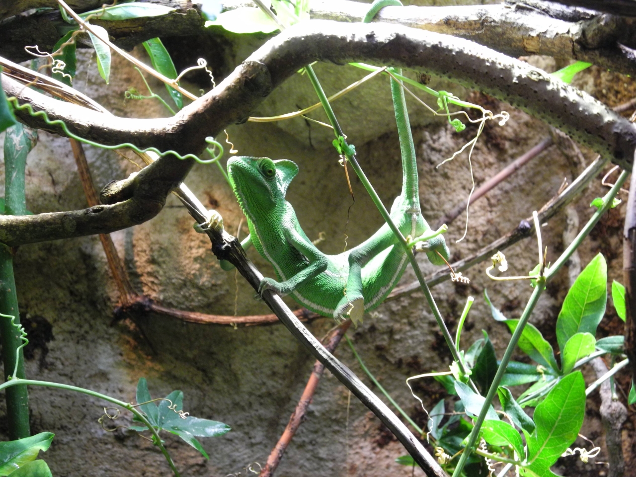 Chamäleon Terrarium Selber Bauen Anleitung