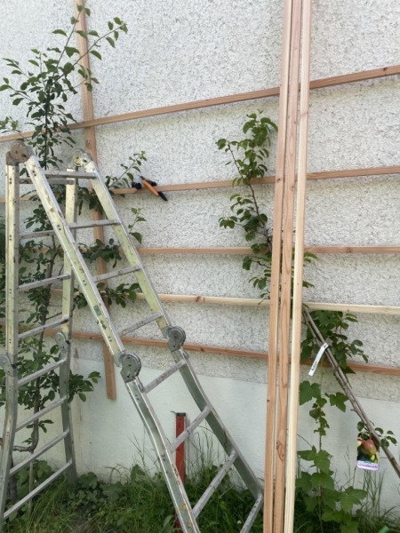 Spalier fürs Spalierobst Bauanleitung zum Selberbauen