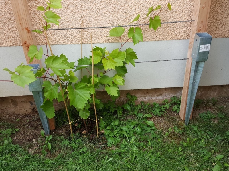 Rankhilfe für Weinrebe Bauanleitung zum Selberbauen