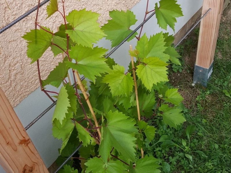 Rankhilfe für Weinrebe Bauanleitung zum Selberbauen