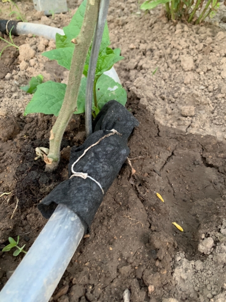 TomatenBewässerung mit Regenwasser Bauanleitung zum Selberbauen 1