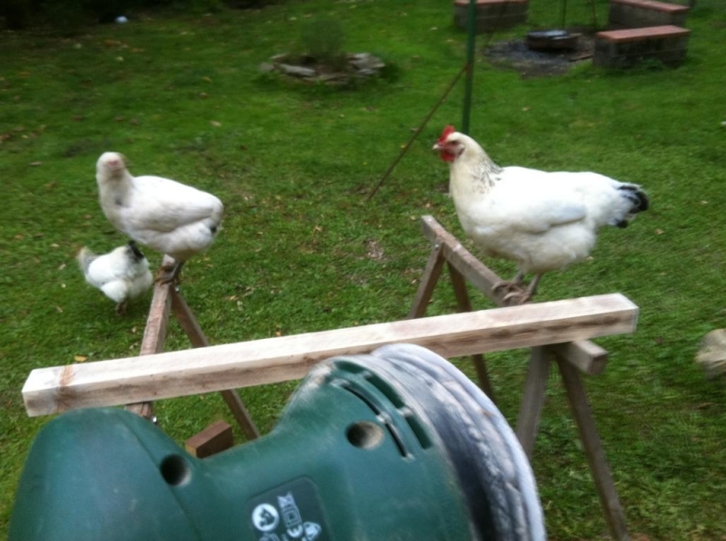 Hühnerhaus - Bauanleitung zum Selberbauen - 1-2-do.com - Deine ...