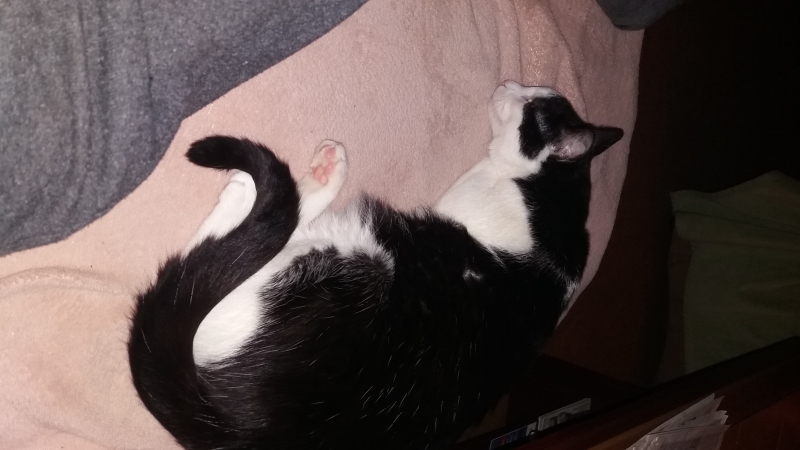 Küchenschrank - Bauanleitung zum Selberbauen - 1-2-do.com - Deine