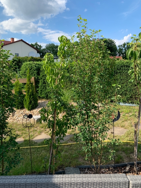 Pergola als „Rankhilfe“ - Bauanleitung zum Selberbauen - 1-2-do.com