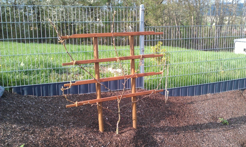 Freies Spalier Fur Birnenbaum Bauanleitung Zum Selberbauen