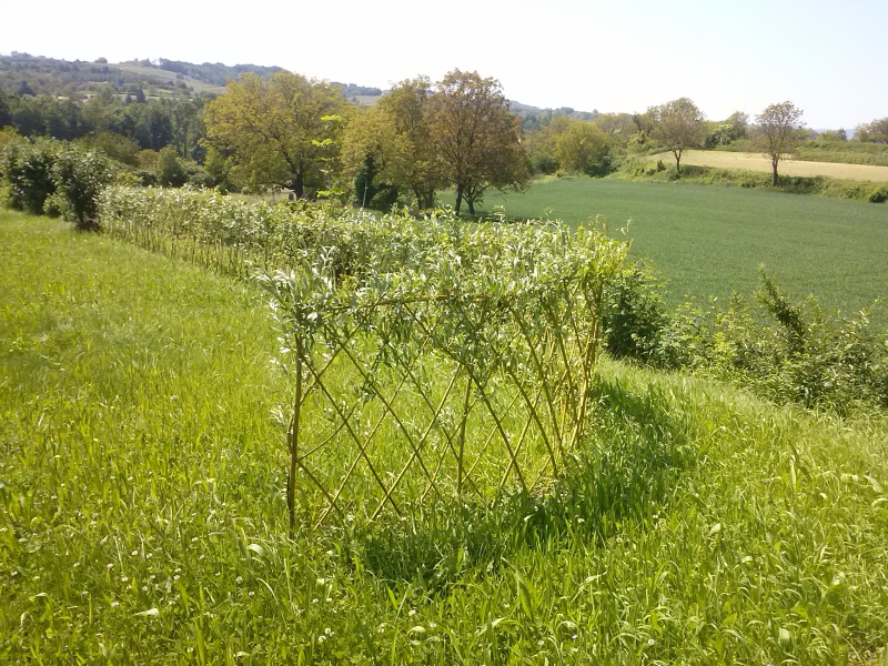 Update Lebendiger Zaun aus Weiden Bauanleitung zum Selberbauen 12
