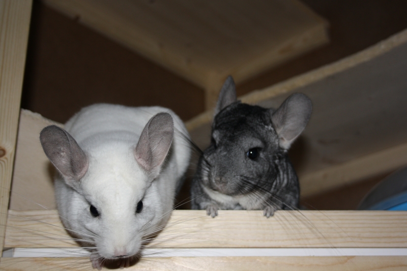 Bau eines Chinchilla Käfig - Bauanleitung zum Selberbauen - 1-2-do.com