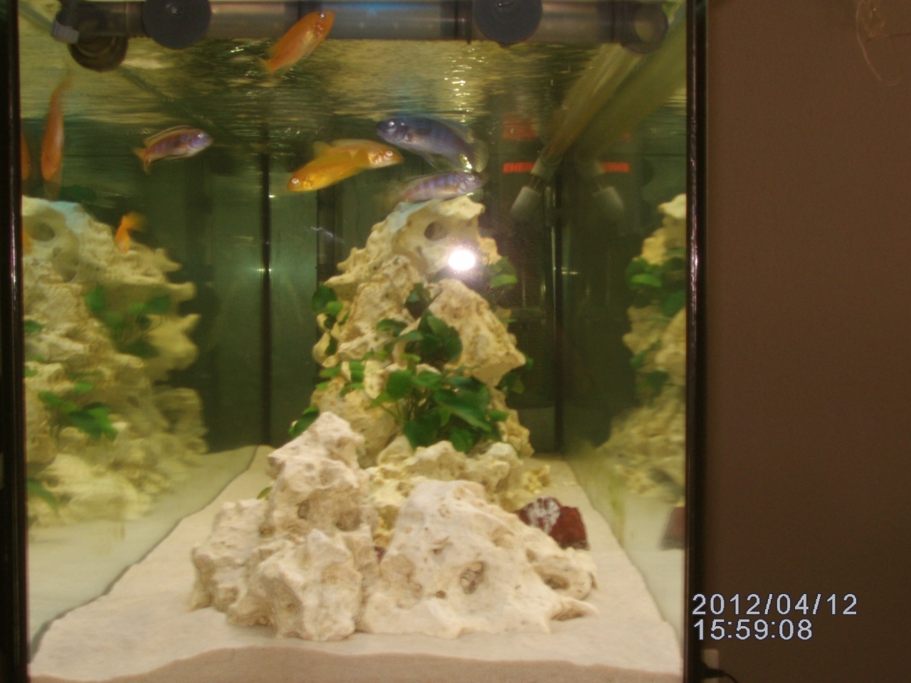 Aquarium Als Raumteiler Bauanleitung Zum Selberbauen 1 2 Do