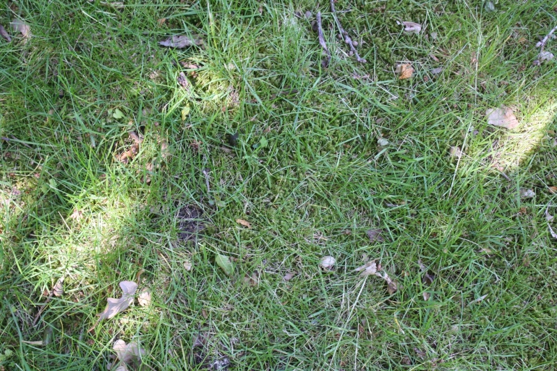 Moos entfernen - Bauanleitung zum Selberbauen - 1-2-do.com - Deine