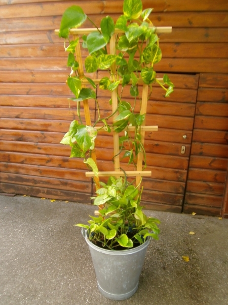 Rankhilfe Version 2 für Efeutute (Epipremnum aureum) - Bauanleitung zum ...