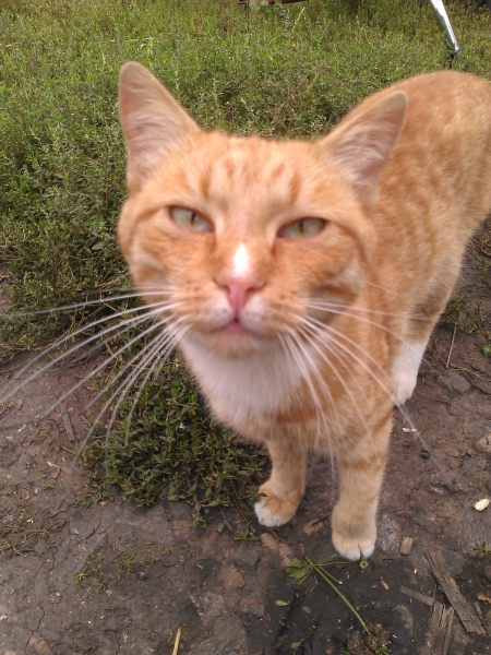 Garden bench Pergola - Bauanleitung zum Selberbauen - 1-2-do.com