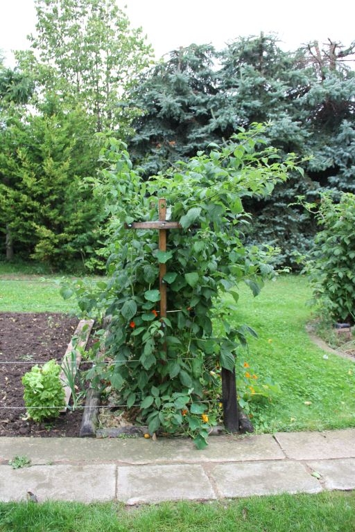 Rankhilfe Pergola Fur Himbeeren Und Brombeeren Bauanleitung Zum